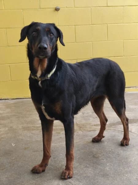 Magnolia, female 4yo Mixed Breed for adoption at Tierheim Mayen, Mayen