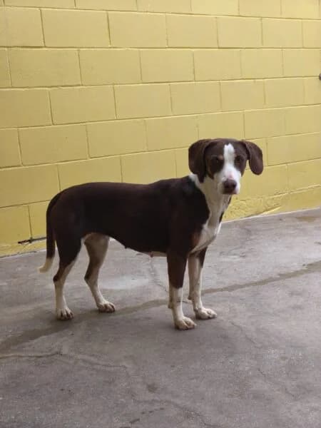 Ficha, Mixed Breed (Tierheim Mayen)