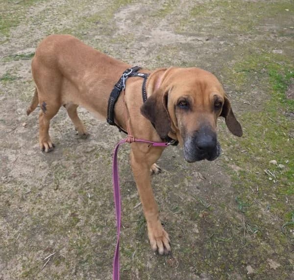Bea, female 5yo mixed breed for adoption at Tierheim Mayen, Mayen
