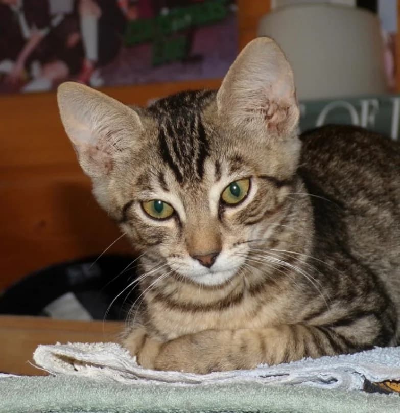 Mero, male young mixed breed for adoption at Tierheim Mayen, Mayen
