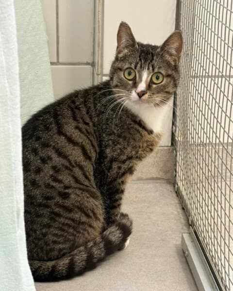 Joy und ihre Katzenkinder, female young mixed breed for adoption at Tierheim Mayen, Mayen