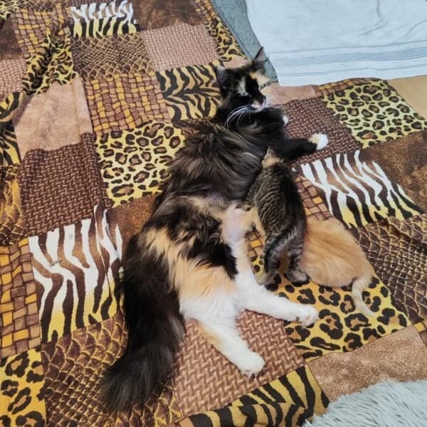 Fatima und ihre Katzenkinder, female 3yo mixed breed for adoption at Tierheim Mayen, Mayen