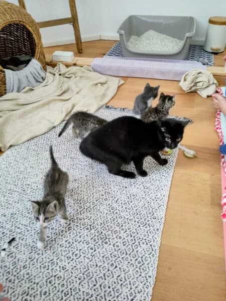 Rita und ihre Katzenkinder, female young mixed breed for adoption at Tierheim Mayen, Mayen