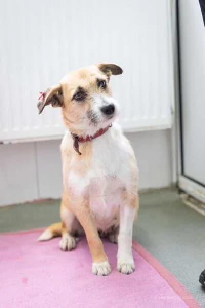 Jessie, female young Mixed Breed for adoption at Tierheim Mayen, Mayen