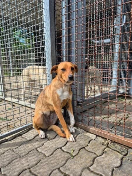 Tiffani, Mixed Breed (Tierheim Mayen)