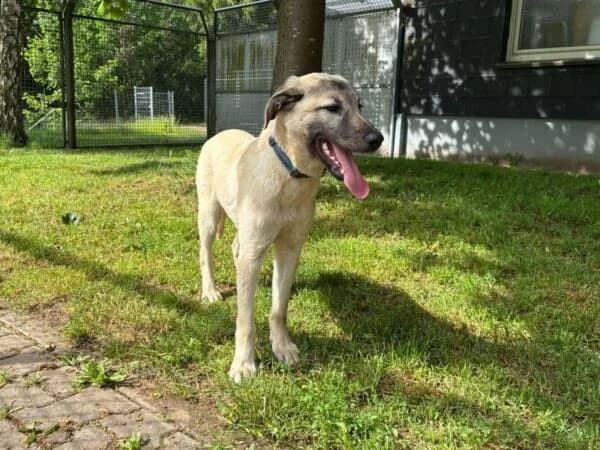 Max, Mixed Breed (Tierheim Mayen)