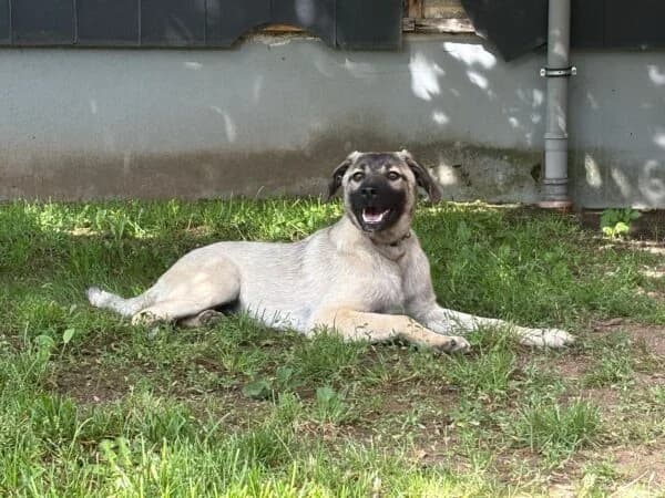 Helena, Mixed Breed (Tierheim Mayen)