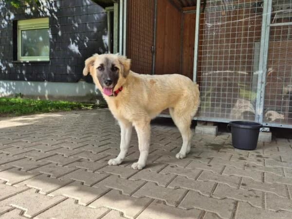 Hanna, female puppy Mixed Breed for adoption at Tierheim Mayen, Mayen