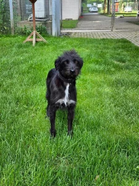 Dana, female senior Mixed Breed for adoption at Tierheim Mayen, Mayen