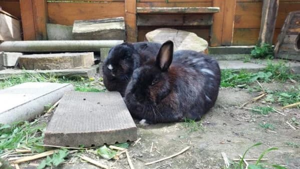 Emil und Socke, male 3yo mixed breed for adoption at Tierheim Mayen, Mayen