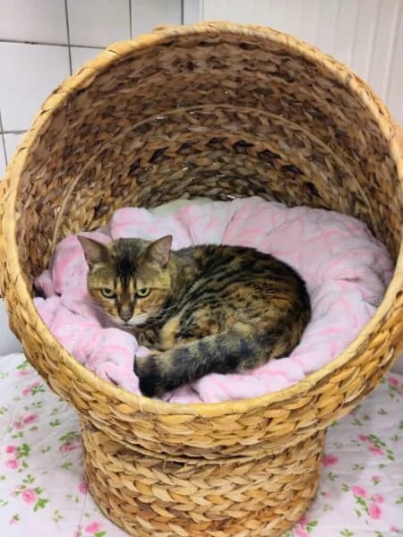 Betty, female Bengal for adoption at Tierheim Mayen, Mayen