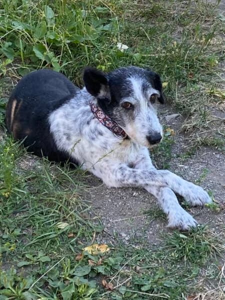 Lucy, female senior Mixed Breed for adoption at Tierheim Mayen, Mayen