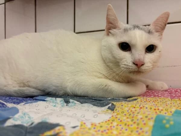 Lucy, weiß female 5yo mixed breed for adoption at Tierheim Mayen, Mayen