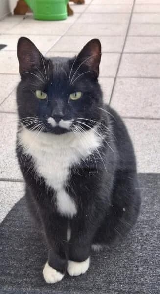 Valentin, male senior mixed breed for adoption at Tierheim Mayen, Mayen