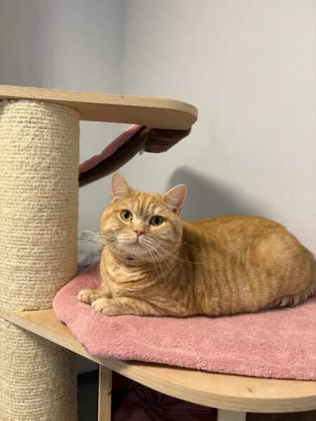 Mimo, male 3yo British Shorthair for adoption at Tierheim Mayen, Mayen