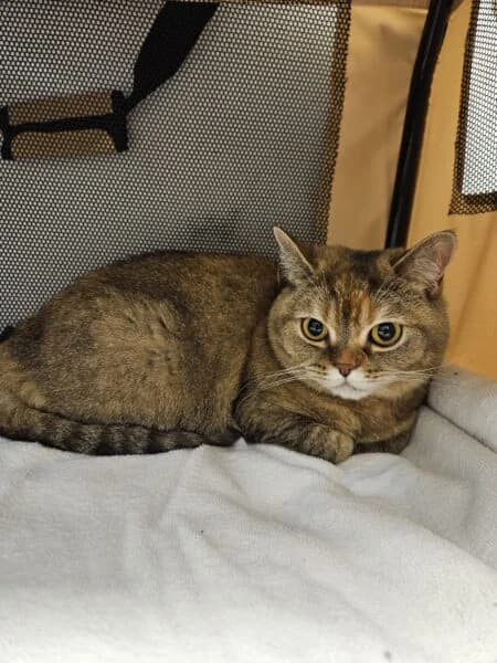 Mitsu, female 5yo British Shorthair for adoption at Tierheim Mayen, Mayen