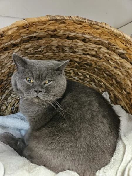 Momo, male 5yo British Shorthair for adoption at Tierheim Mayen, Mayen