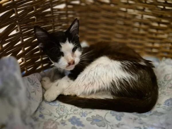 Elsa, female puppy mixed breed for adoption at Tierheim Mayen, Mayen