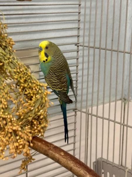 Klausi, male mixed breed for adoption at Tierheim Mayen, Mayen