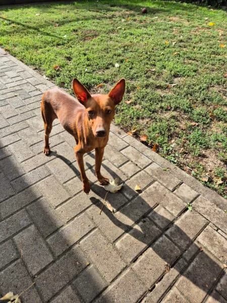 Yoshi, male puppy Podenco for adoption at Tierheim Mayen, Mayen