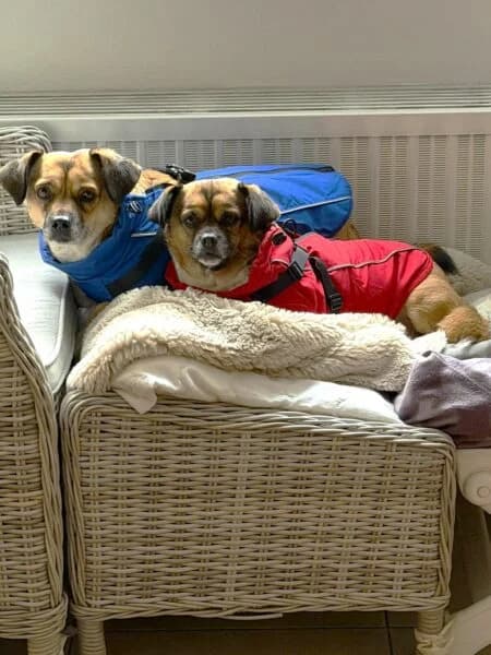 Lotti und Bobby,  5yo Mixed Breed for adoption at Tierheim Mayen, Mayen