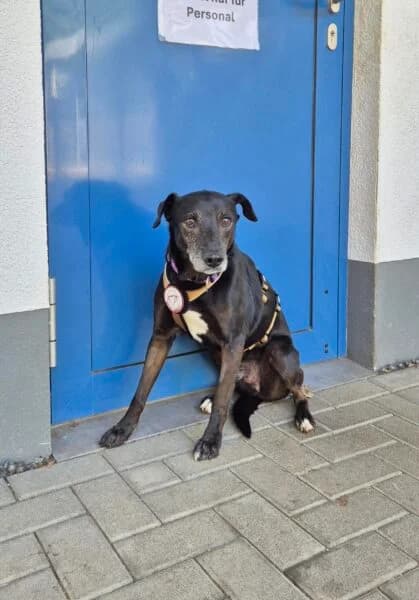 Mory, male 7yo Mixed Breed for adoption at Tierheim Mayen, Mayen