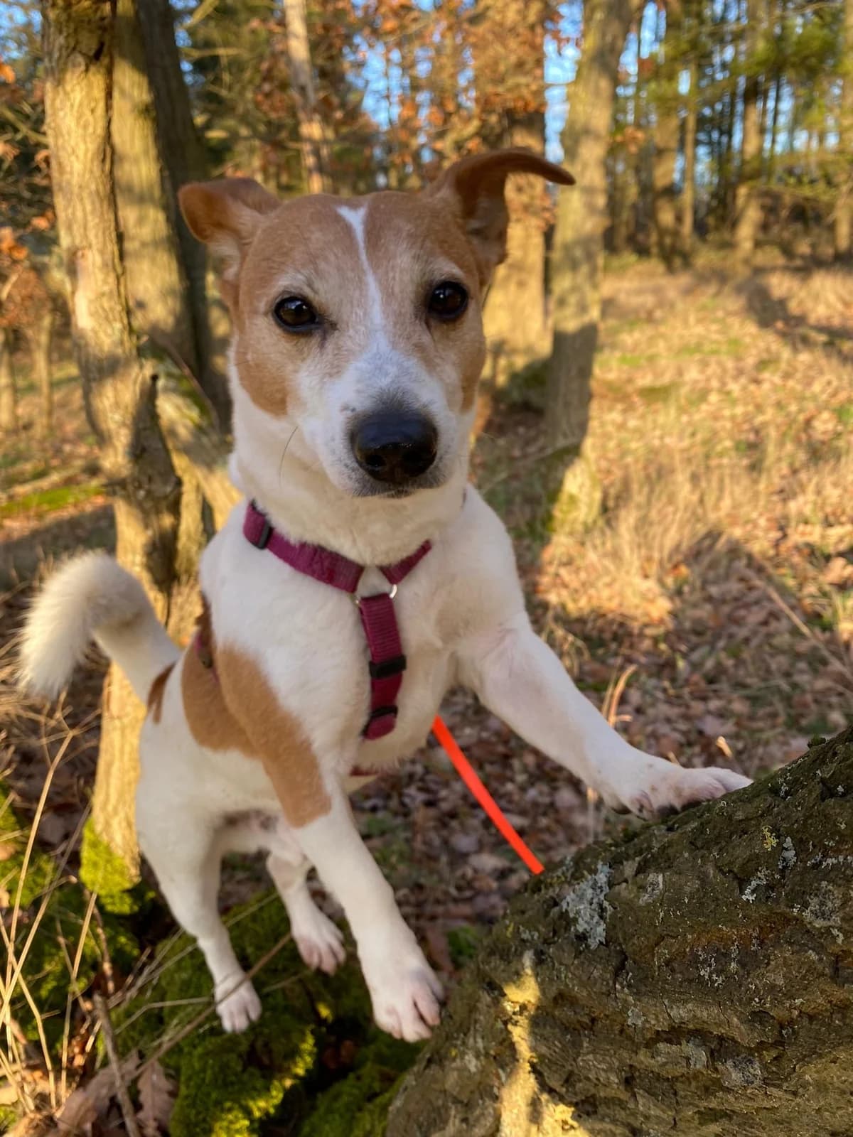Chucky, tricolor  male senior Jack Russell Terrier for adoption at Tierheim Mayen, Mayen