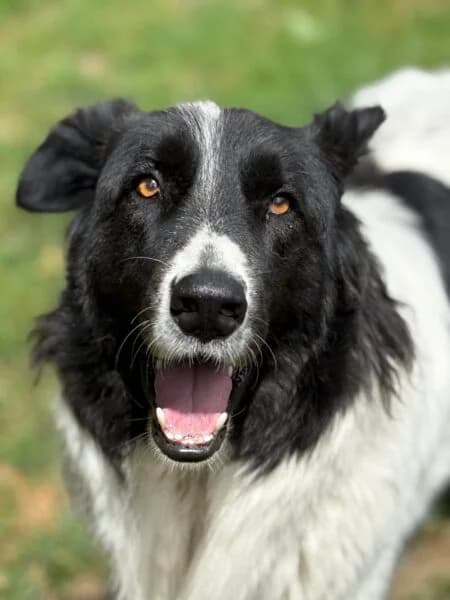 Talon, male 4yo Mixed Breed for adoption at Tierheim Mayen, Mayen