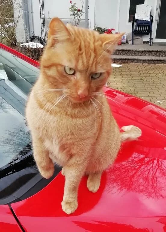 Timi, male 4yo Mixed Breed for adoption at Tierheim Melle, Melle