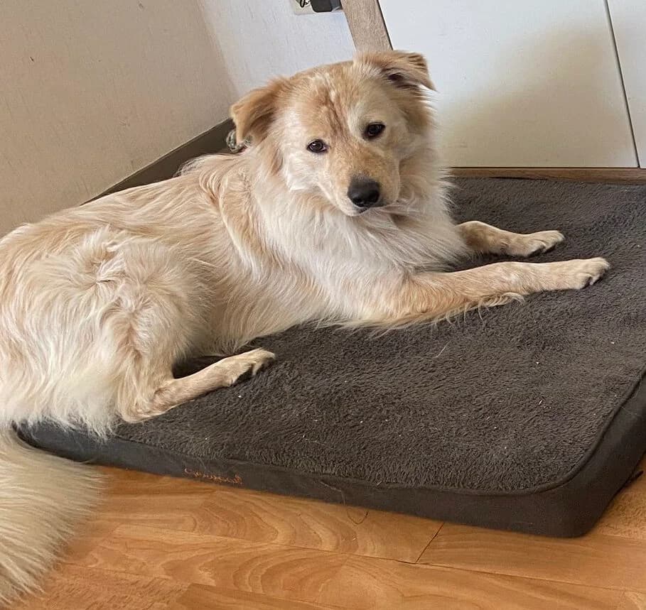 Ciro, male 3yo Mixed Breed for adoption at Tierheim Melle, Melle