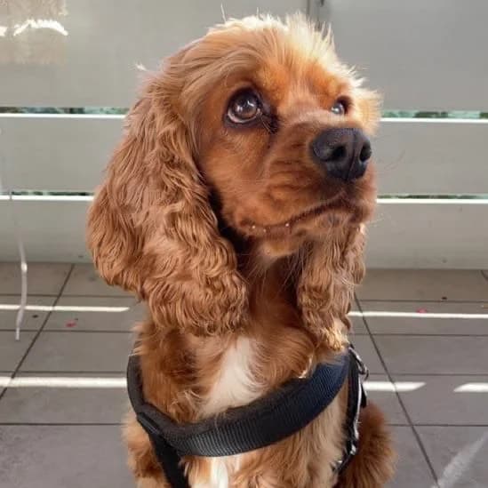 Alba, female Mixed Breed for adoption at Tierheim Melle, Melle