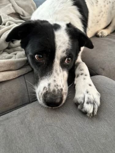 Dante,  Mixed Breed for adoption at Tierheim Melle, Melle