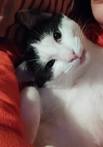 Salem und Yumi, schwarz male Mixed Breed for adoption at Tierheim Melle, Melle