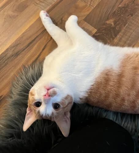 Aslan, male Mixed Breed for adoption at Tierheim Melle, Melle