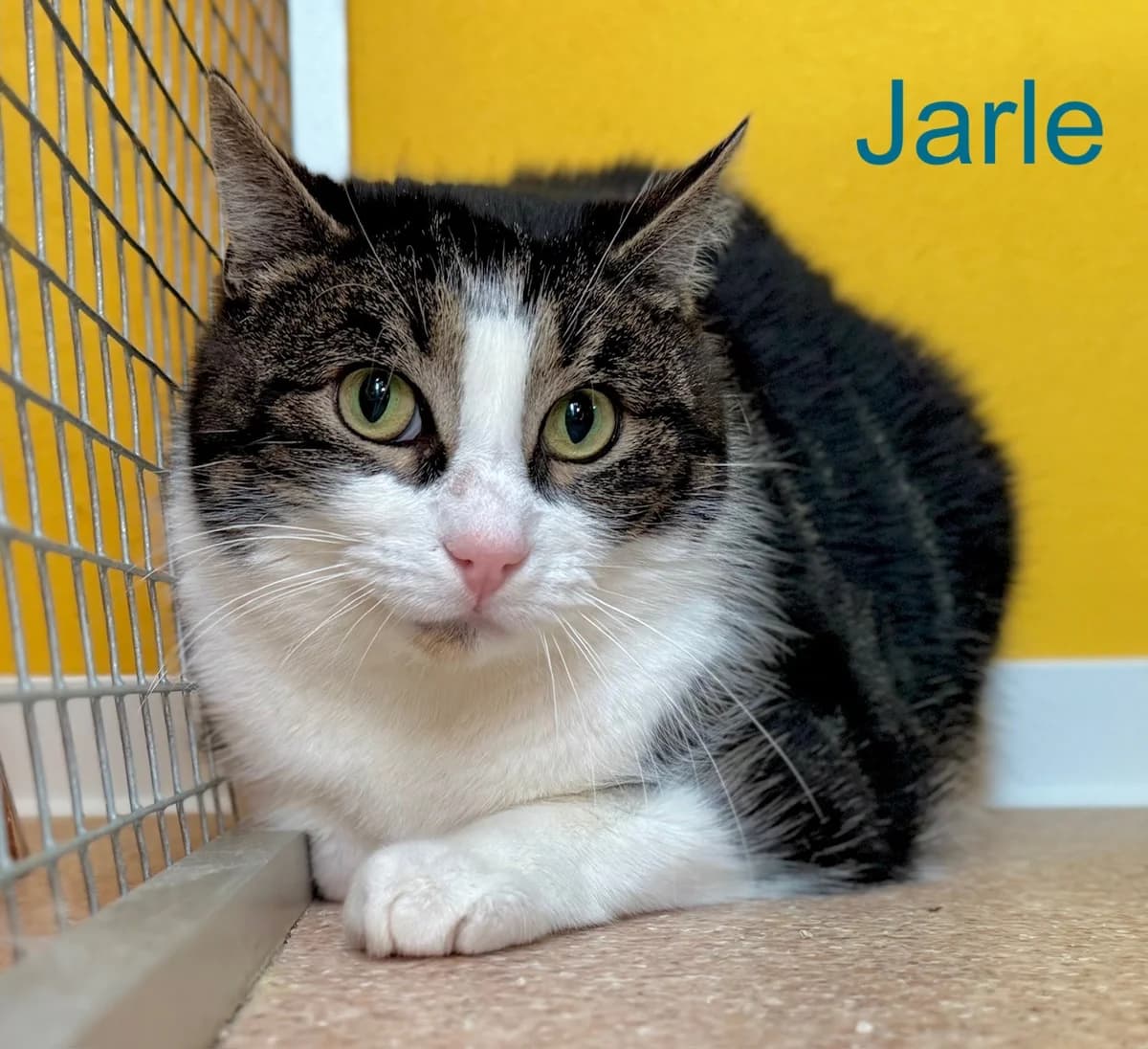 Jarle, male Mixed Breed for adoption at Tierheim Melle, Melle