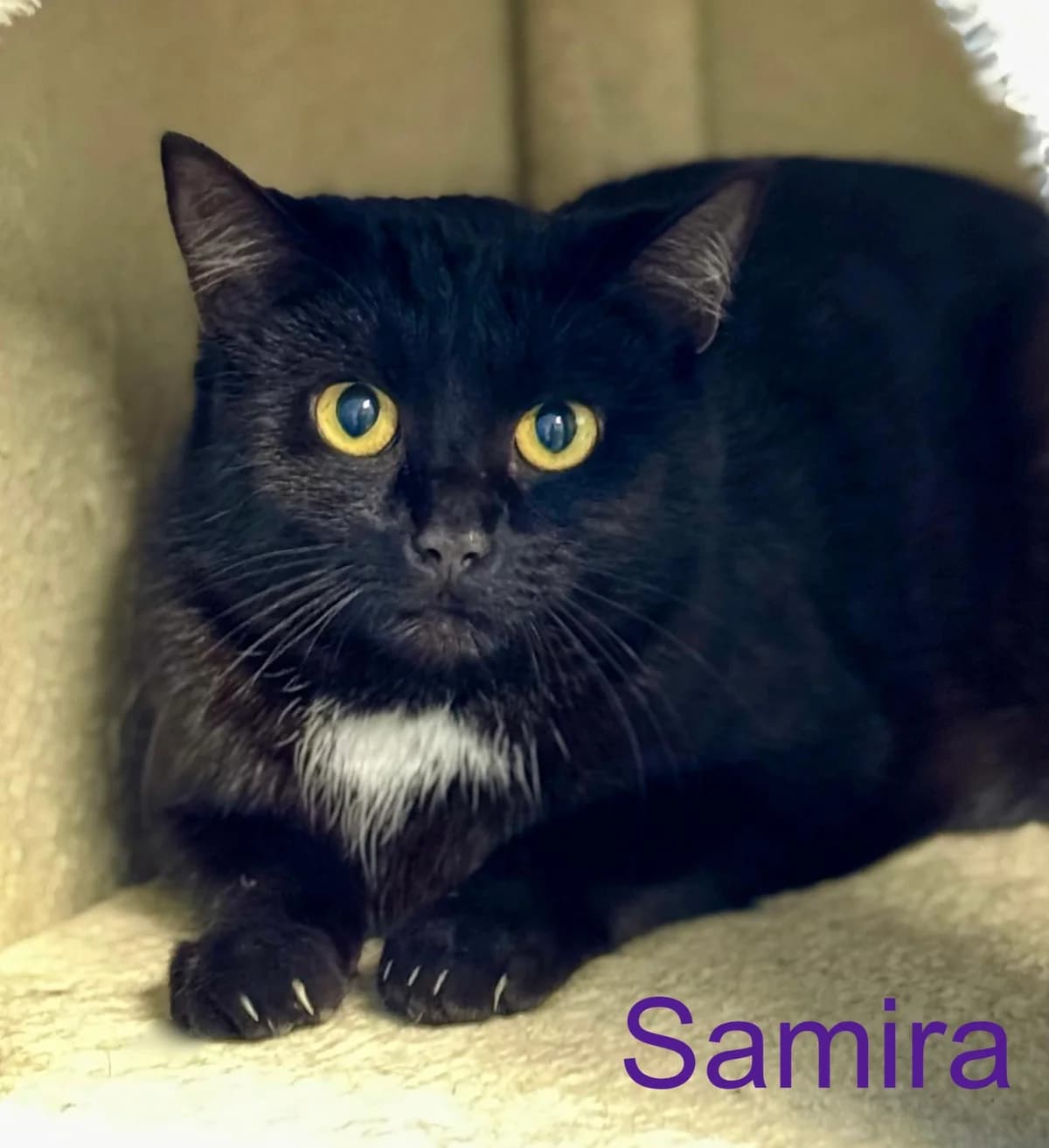 Sarai & Samira,  Mixed Breed for adoption at Tierheim Melle, Melle