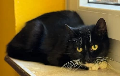 +++ EILT: 4 Profi-Jäger suchen neuen Wirkungskreis! +++,  Mixed Breed for adoption at Tierheim Melle, Melle