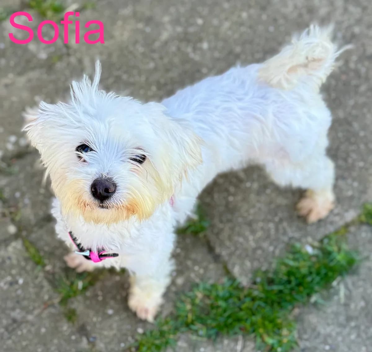 Sofia,  Mixed Breed for adoption at Tierheim Melle, Melle