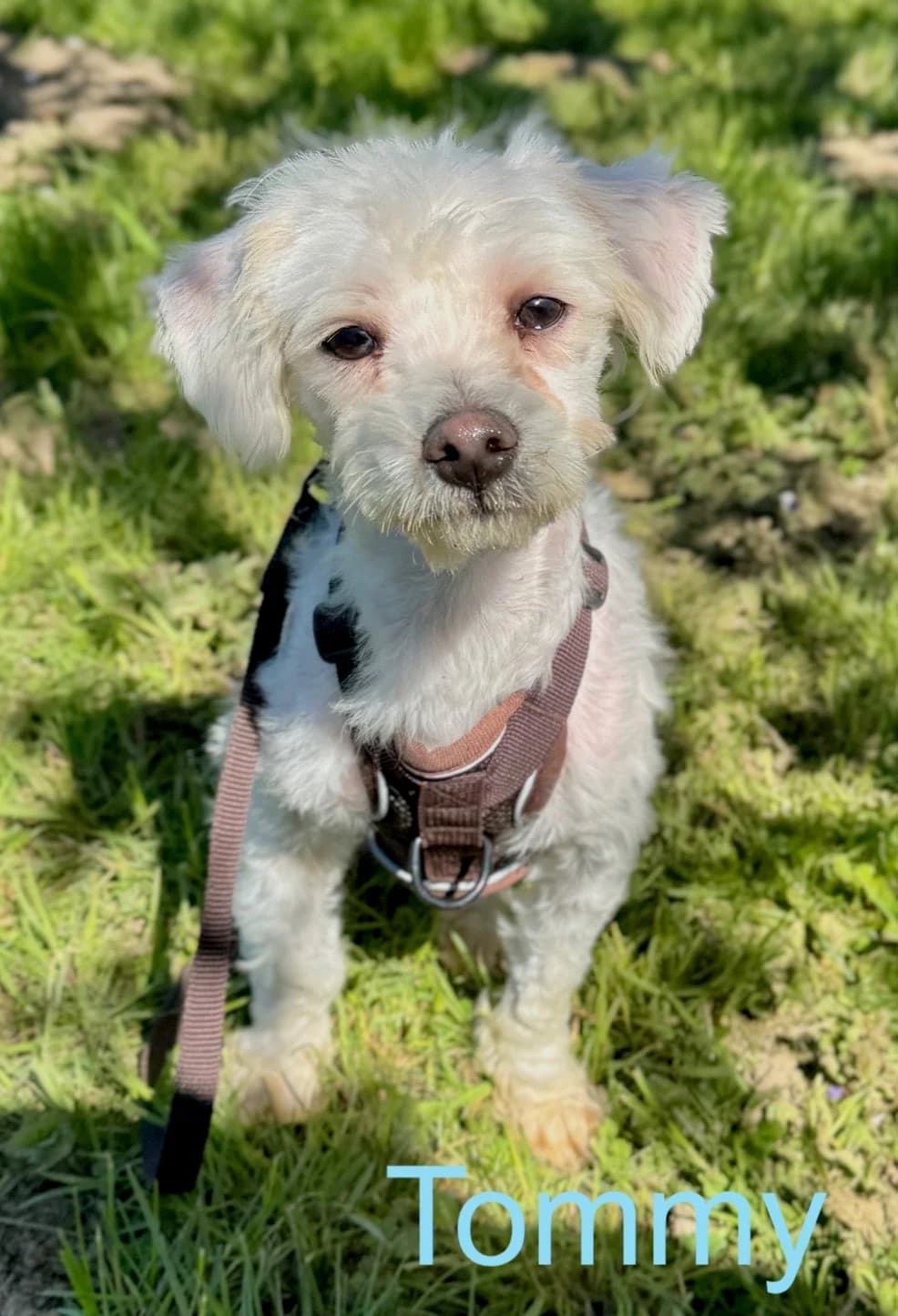 Tommy,  Mixed Breed for adoption at Tierheim Melle, Melle