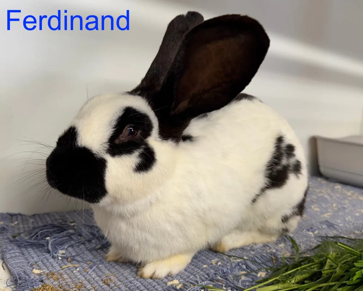 Ferdinand (Kastraquarantäne bis 11.06.26),  young Mixed Breed for adoption at Tierheim Melle, Melle