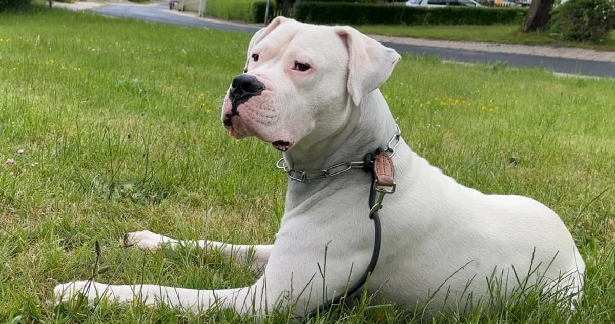 Pablo, Mixed Breed (Tierheim Melle)