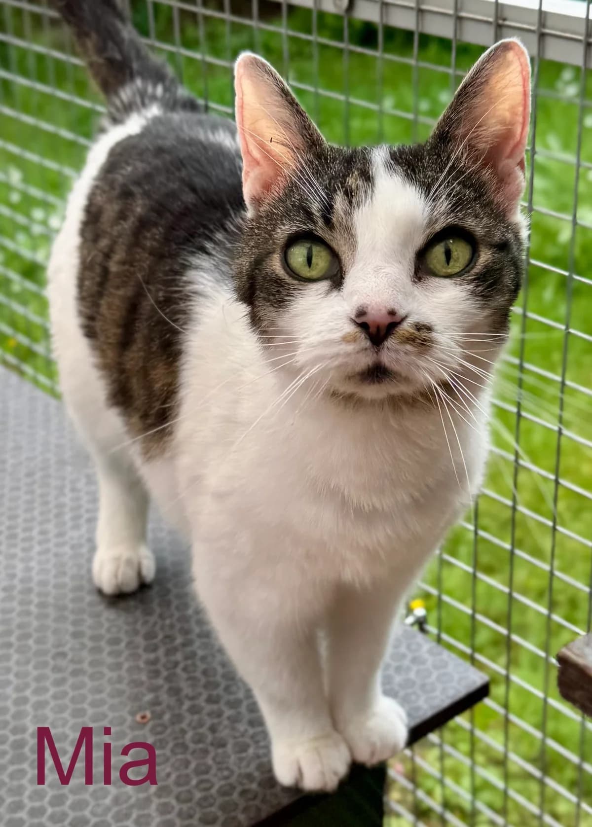 Mia, Mixed Breed (Tierheim Melle)