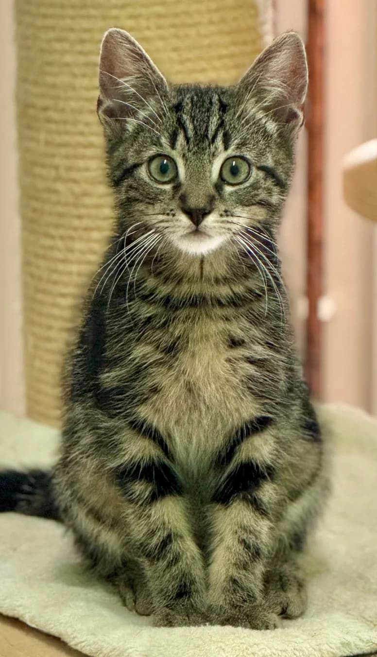Die Mini-Tiger sind los,  senior Mixed Breed for adoption at Tierheim Melle, Melle