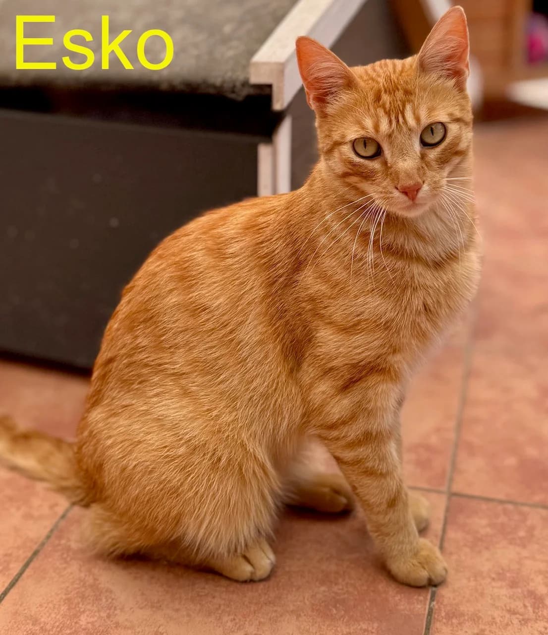 Esko, male young Mixed Breed for adoption at Tierheim Melle, Melle