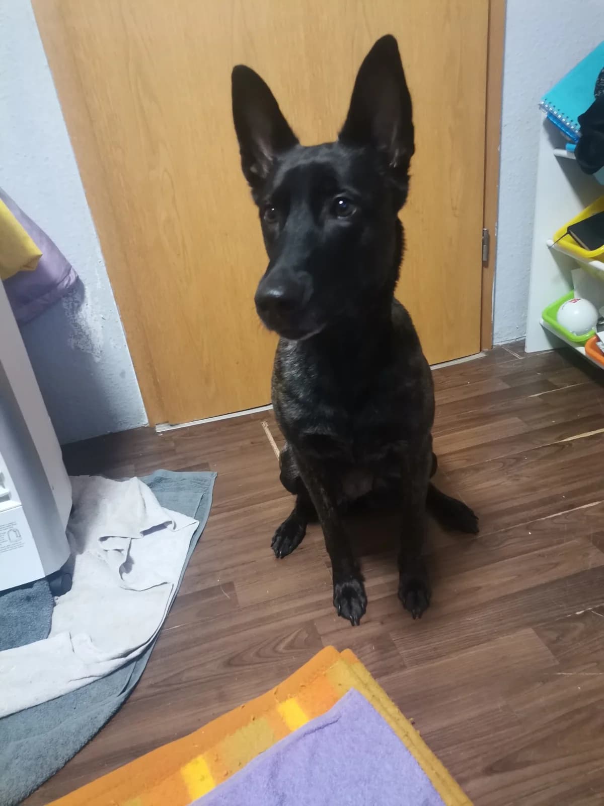 Lotta, female 3yo Belgian Malinois for adoption at Tierheim Melle, Melle