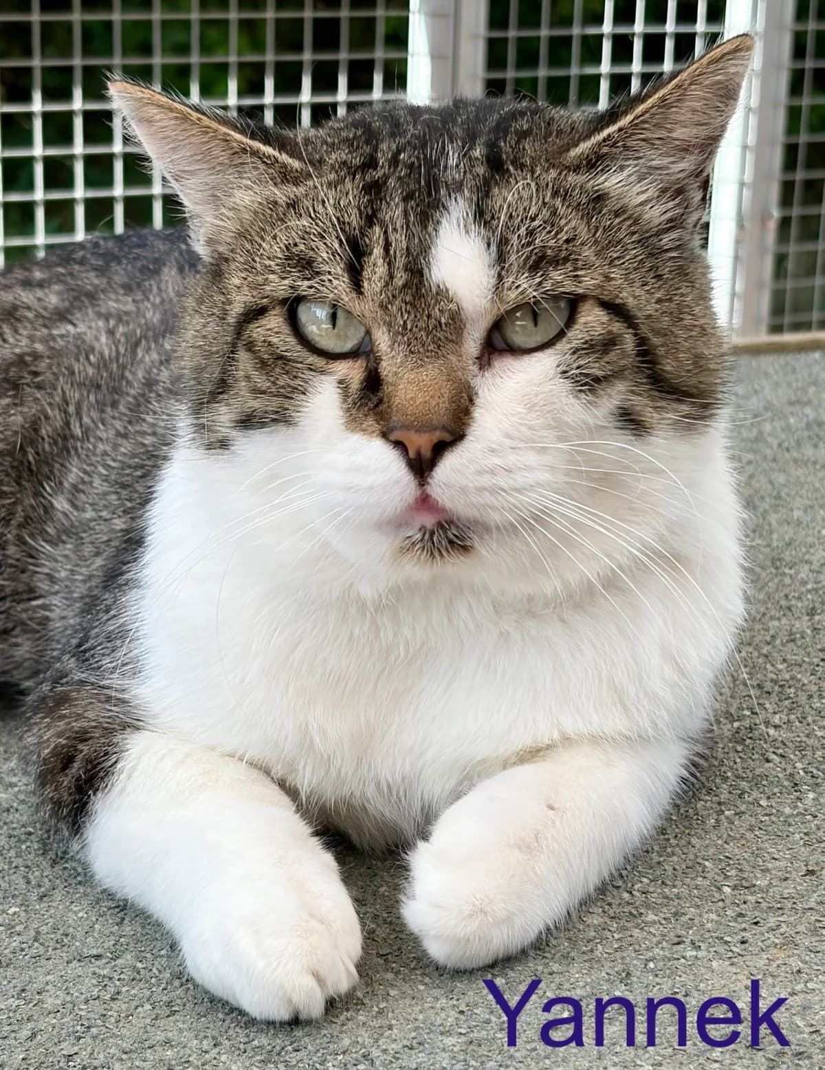 Yannek, male Mixed Breed for adoption at Tierheim Melle, Melle
