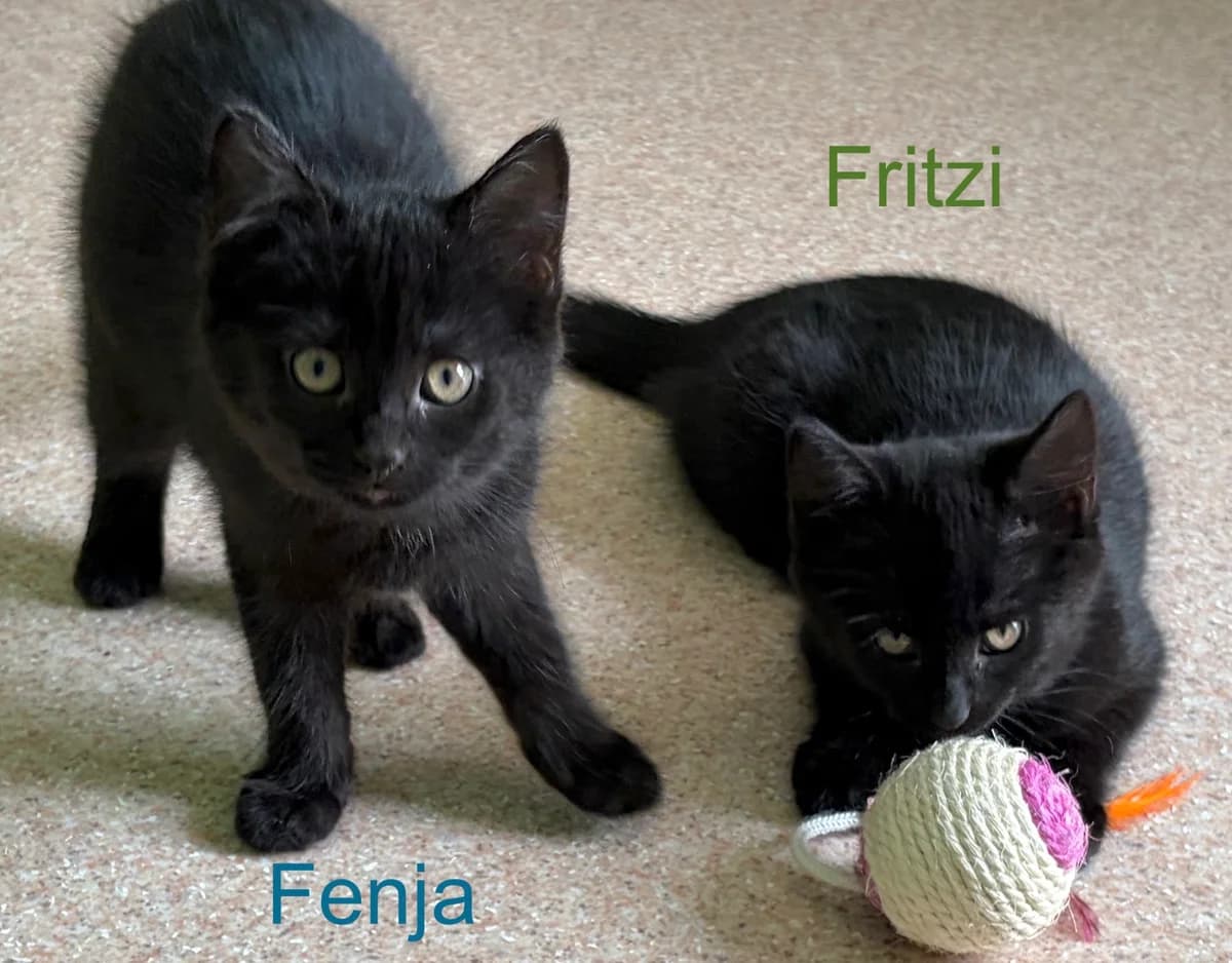 Fenja & Fritzi,  puppy Mixed Breed for adoption at Tierheim Melle, Melle