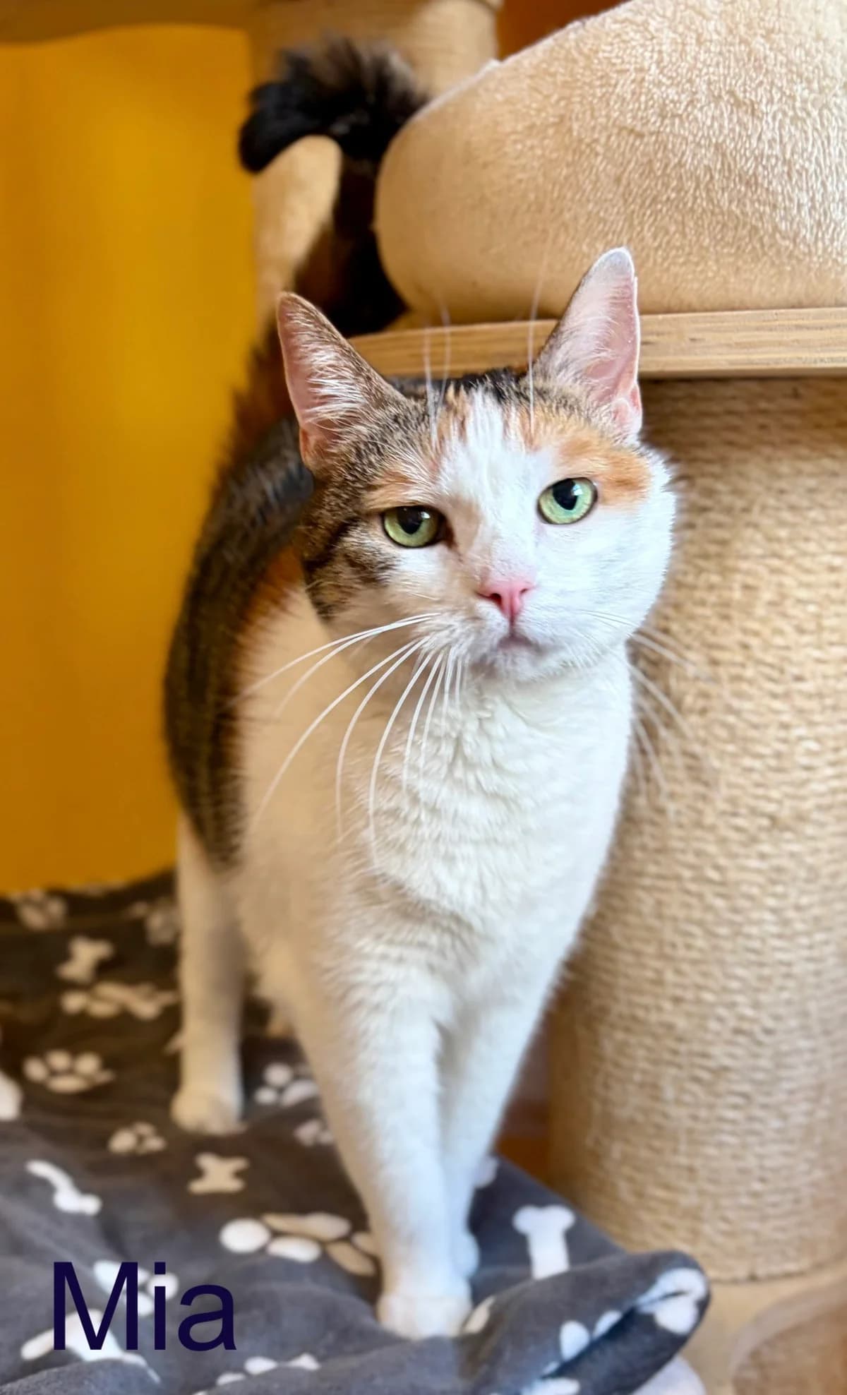 Mia,  senior Mixed Breed for adoption at Tierheim Melle, Melle