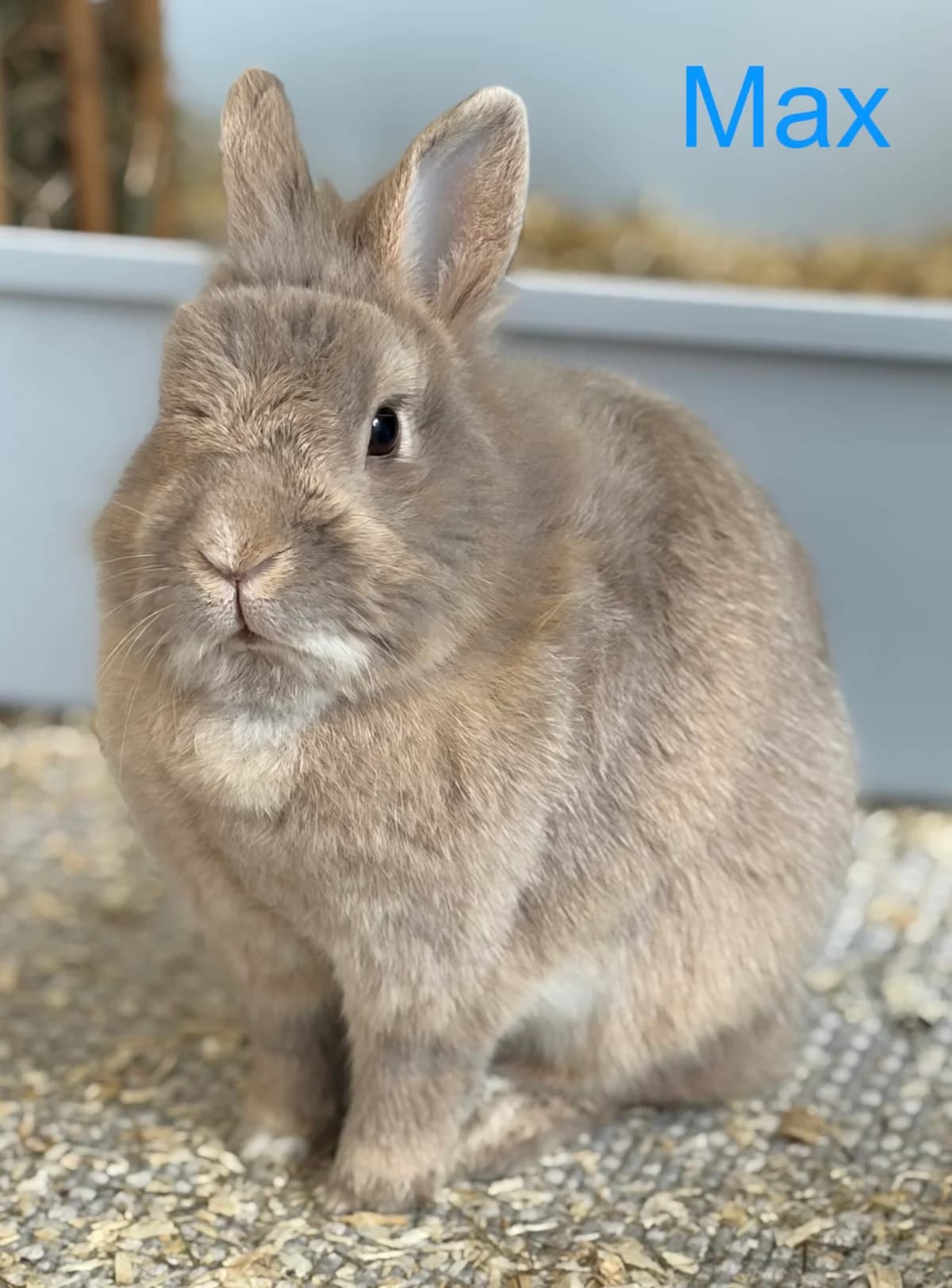Max,  Mixed Breed for adoption at Tierheim Melle, Melle