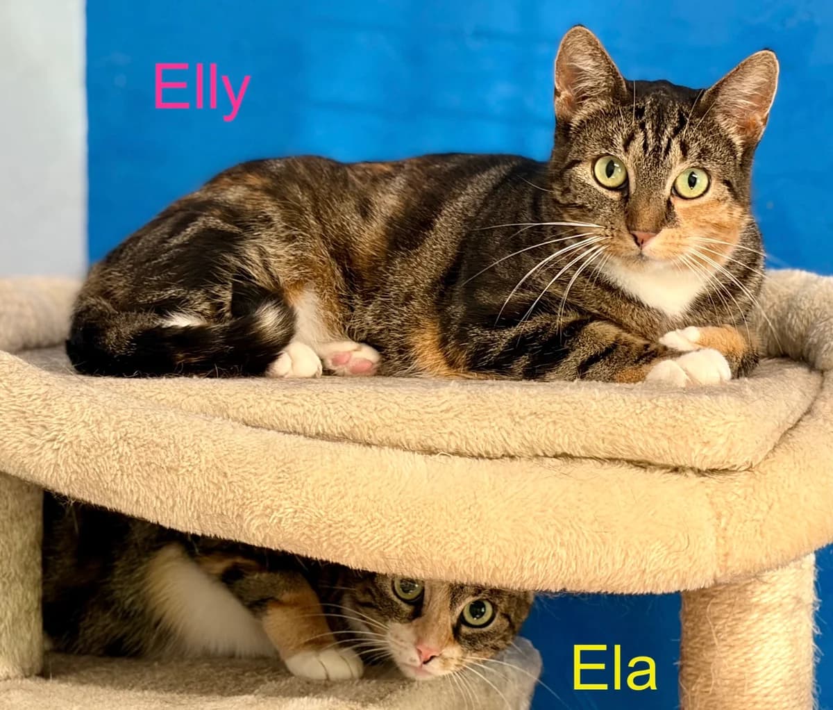 Elly & Ela,  3yo Mixed Breed for adoption at Tierheim Melle, Melle